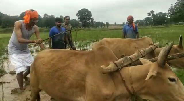 mp-sanjay-seth-plowed-field-in-ranchi