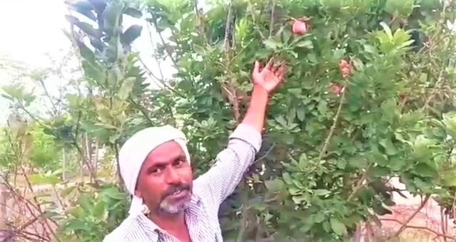 apple cultivation in jainoor
