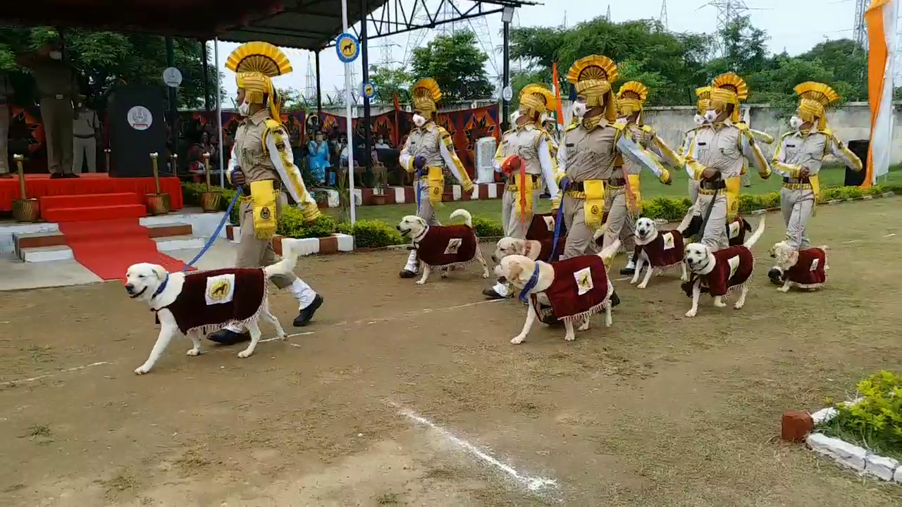 important-information-about-how-sniffer-dogs-get-trained-in-jharkhand