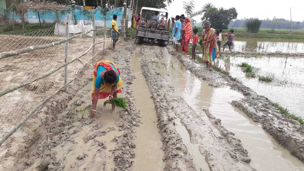 কর্দমাক্ত রাস্তায় ধানের চারা রোপণ করছেন গ্রামবাসীরা