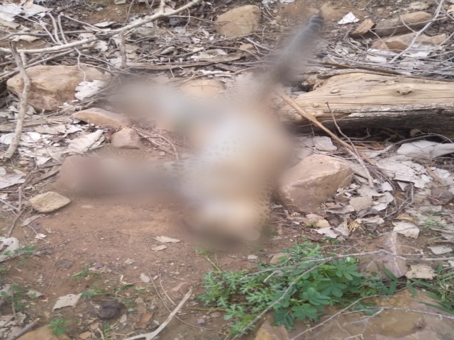 panther dead body found, Baran news