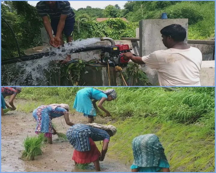 જુલાઈમાં ડાંગરની ફેર રોપણી કરવાની સિઝન છે પણ વરસાદ ખેંચાઈ જતા ખેડૂતો મુશ્કેલીમાં