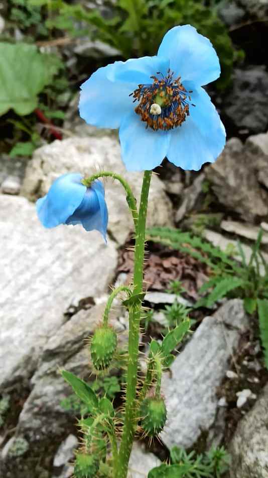 Japanese Blue Poppy Flower