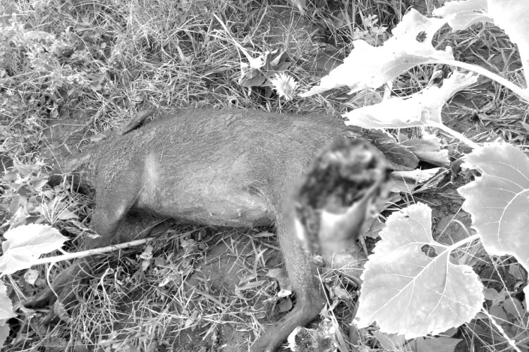 wild boar killed by leopard