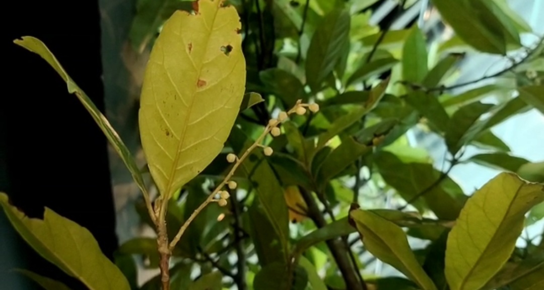 रुद्राक्ष का पौधा.