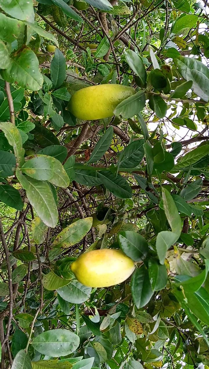 chirang-lemon-export-to-the-other-country