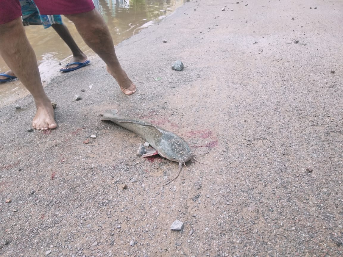 Fish hunting in flood water at hayathnagar depot area