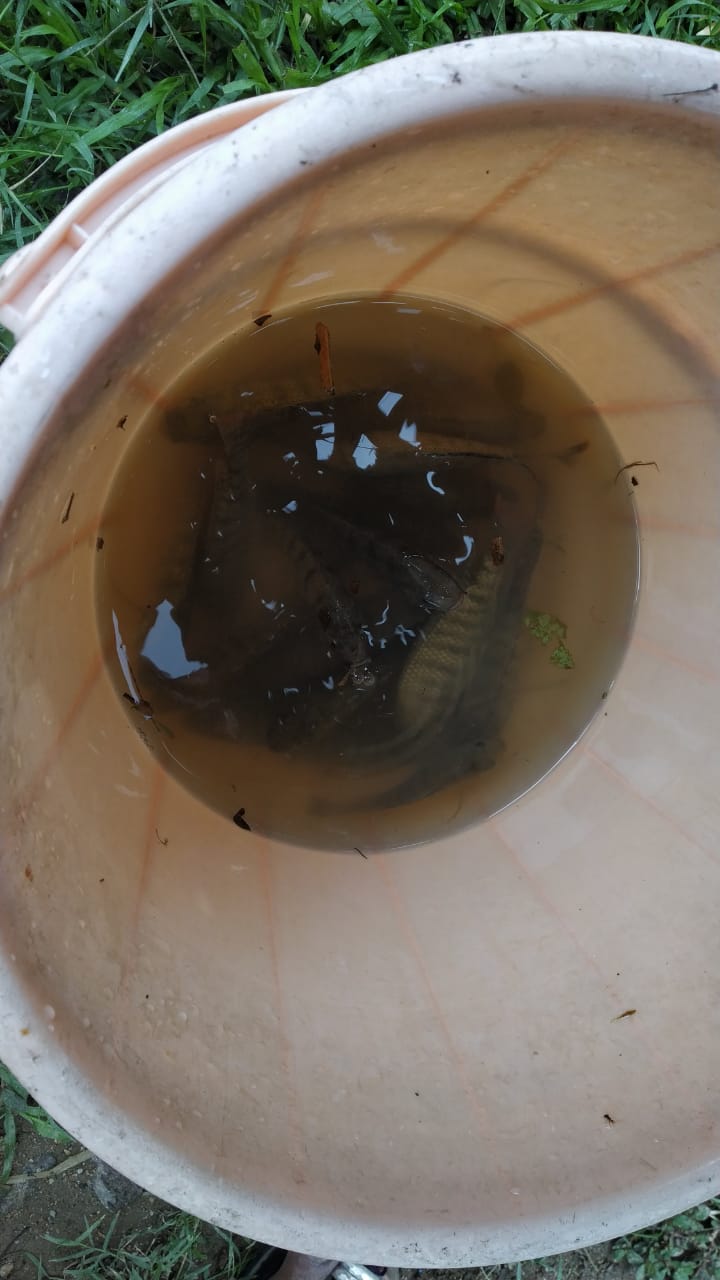 Fish hunting in flood water at hayathnagar depot area