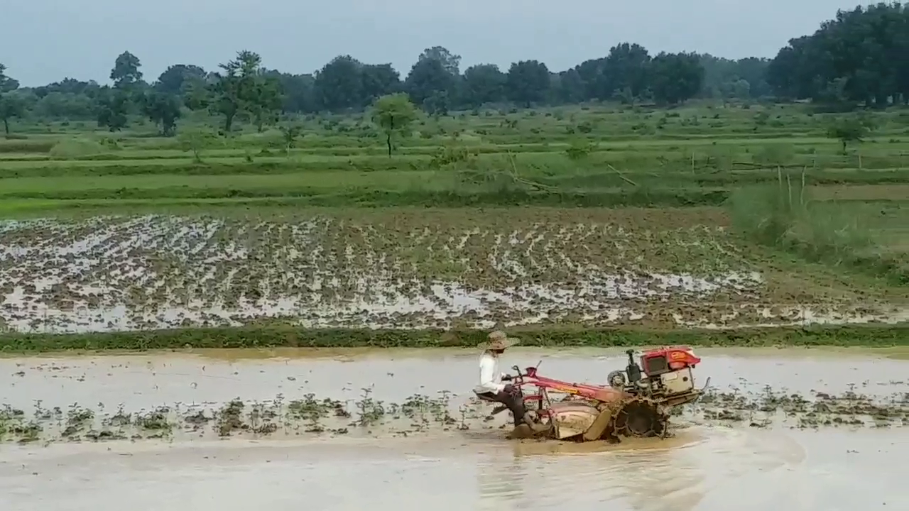 Sri method is very good for more paddy crop production