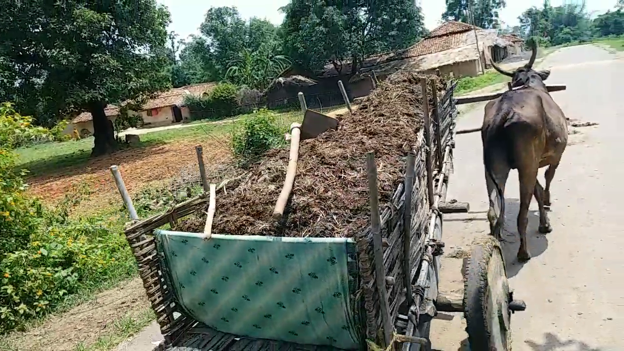 Organic manure ready for sprinkling in fields