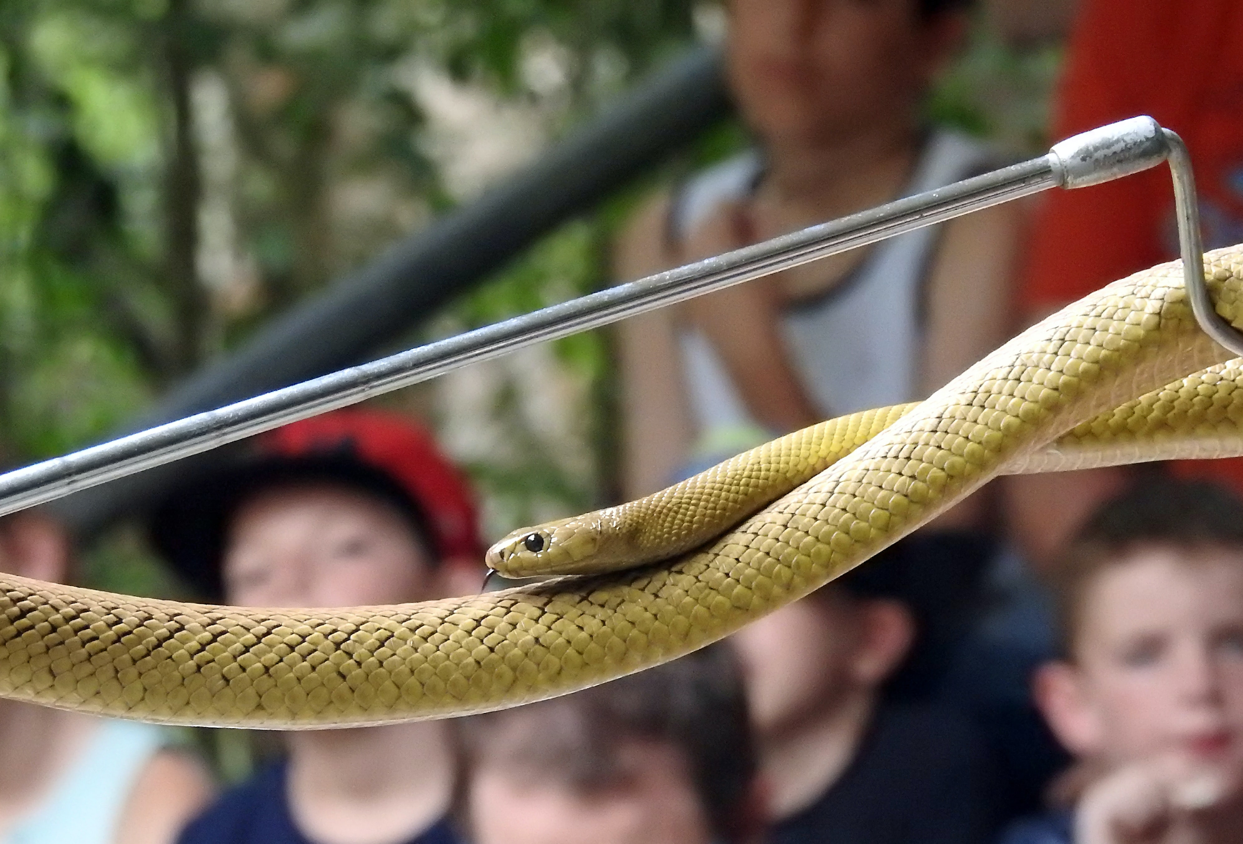 top ten poisonous snake in the world