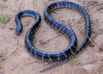 top ten poisonous snake in the world