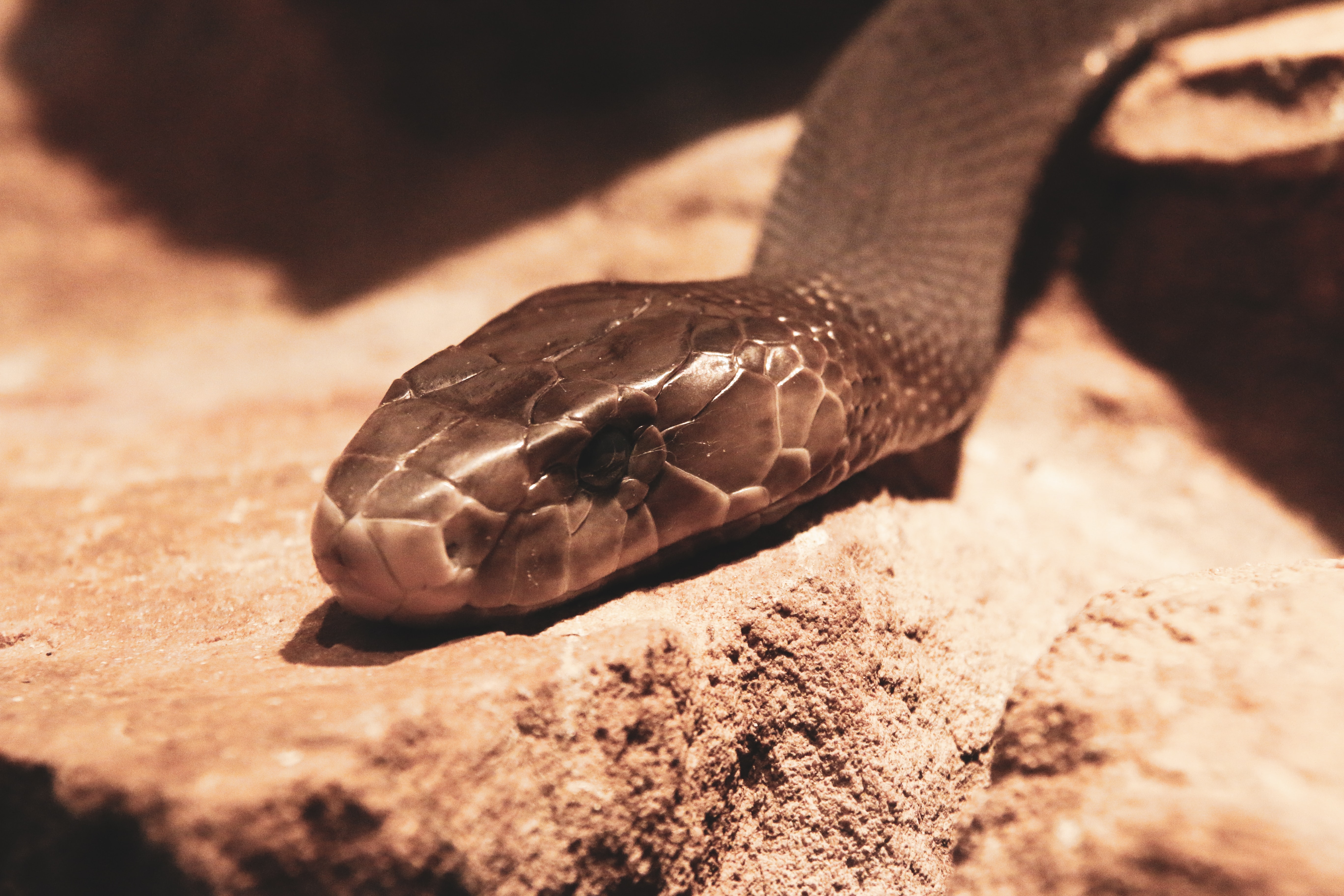 top ten poisonous snake in the world