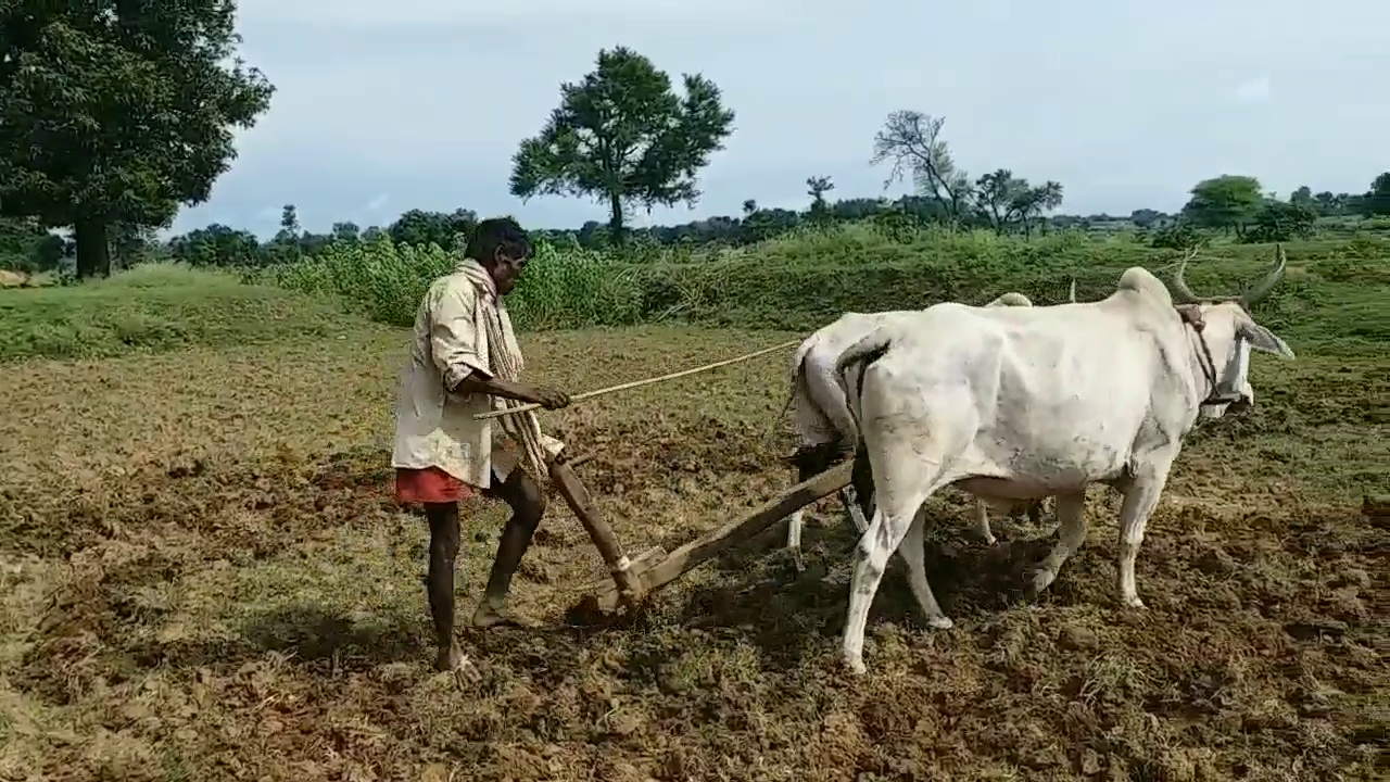 farmer doing farming of kodo