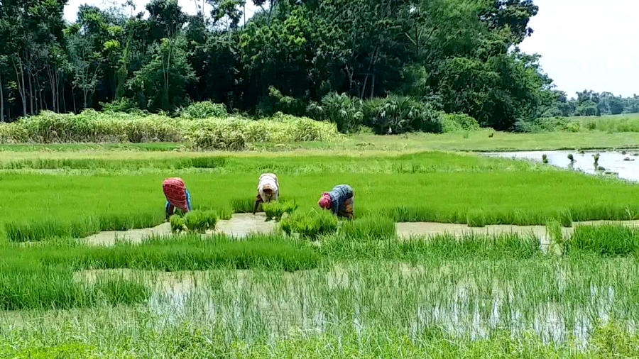 হুগলি জেলায় দূষণে মুহ্যমান ঘিয়া নদী ৷