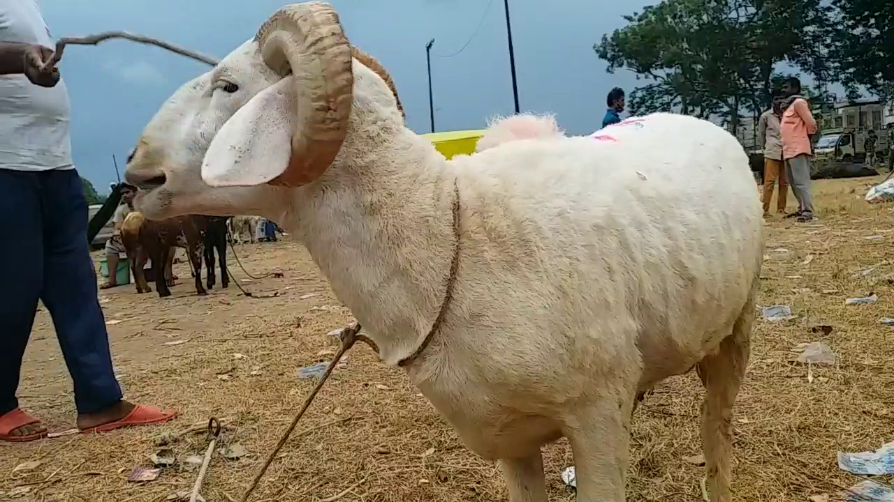 bakra eid