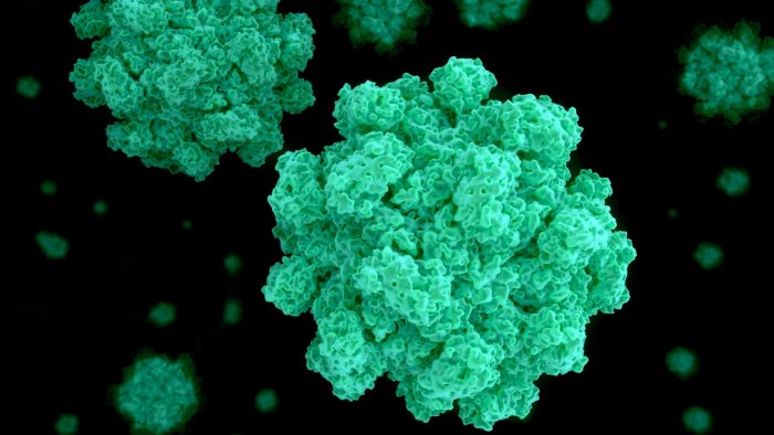 Norovirus