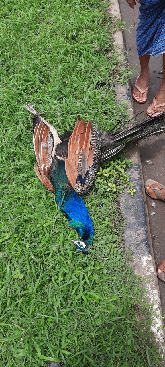 peacock hit biker died