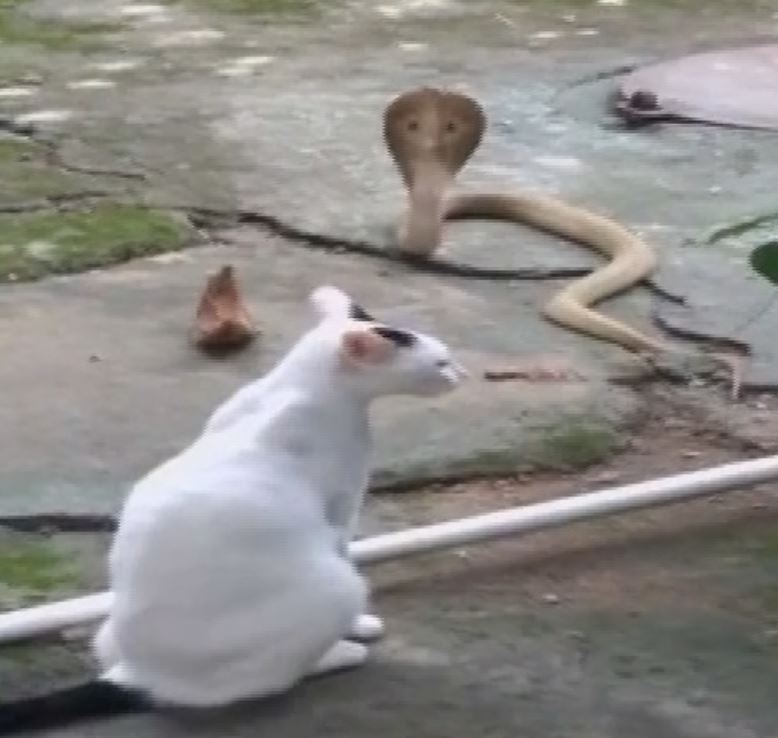 cat saving family cobra