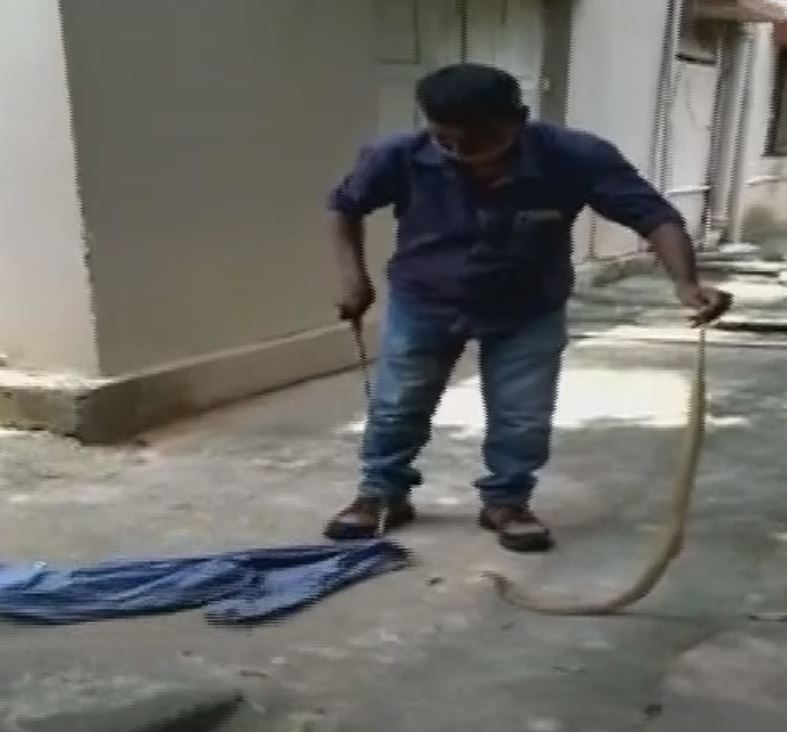 cat saving family cobra