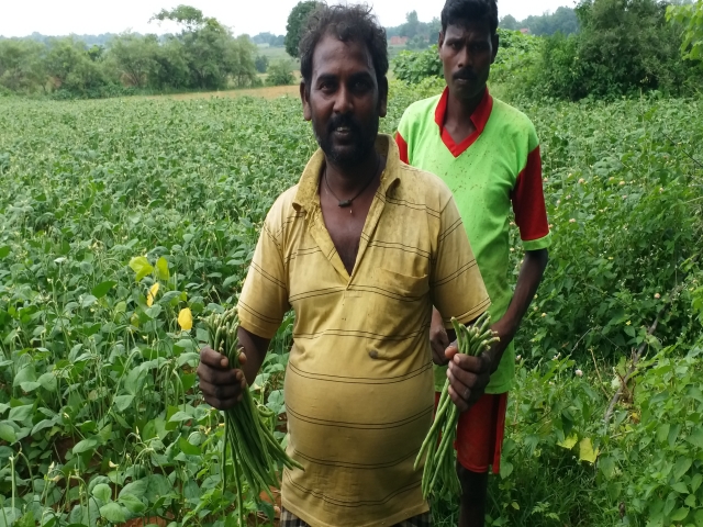 farmers are becoming self-sufficient by cultivating vegetables in jamtara