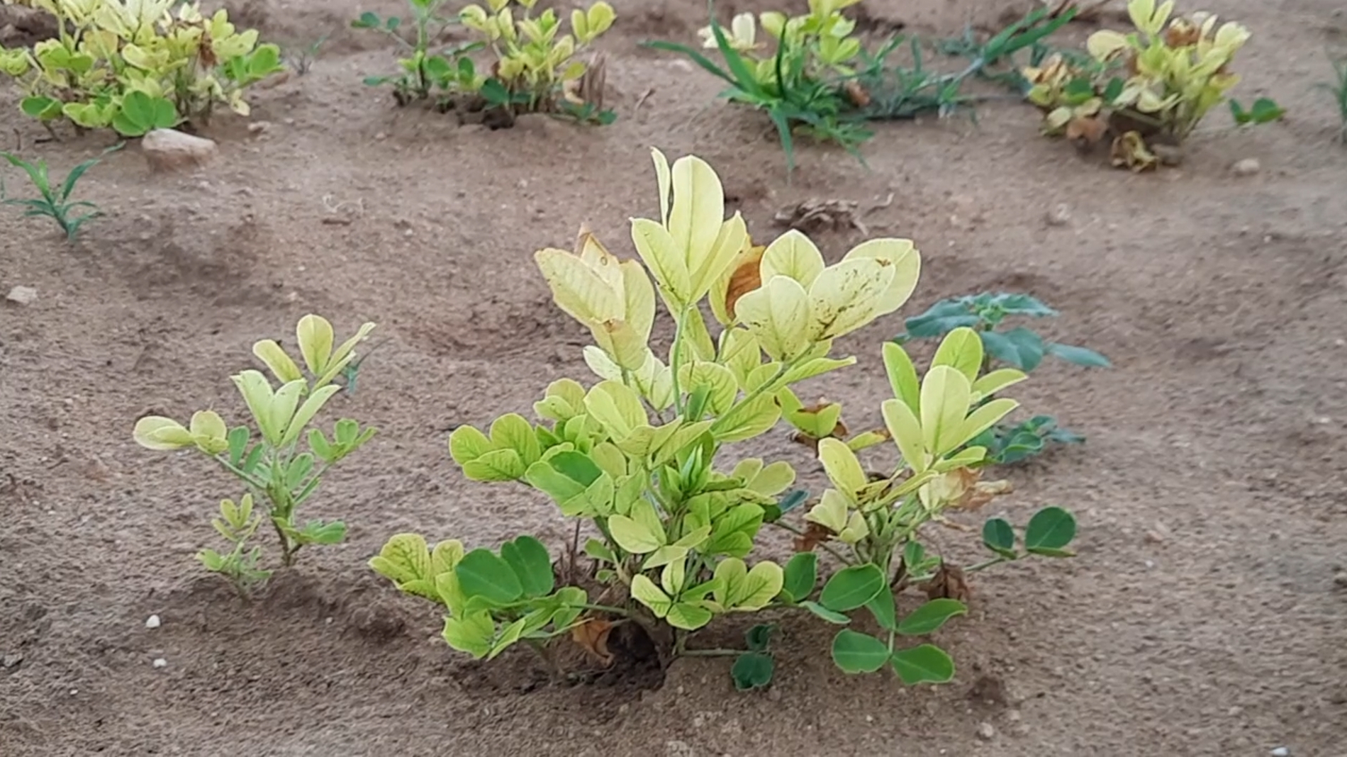 પરિશ્રમનું પરિણામ