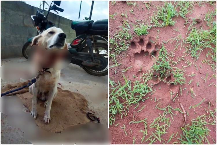 fight between cheetah and dog at nelamangala