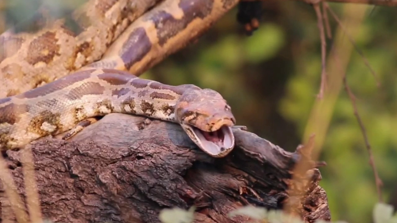 Biggest Python Point केवलादेव राष्ट्रीय उद्यान