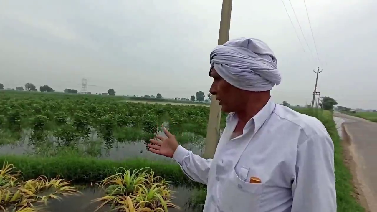 charkhi dadri fields waterlogging