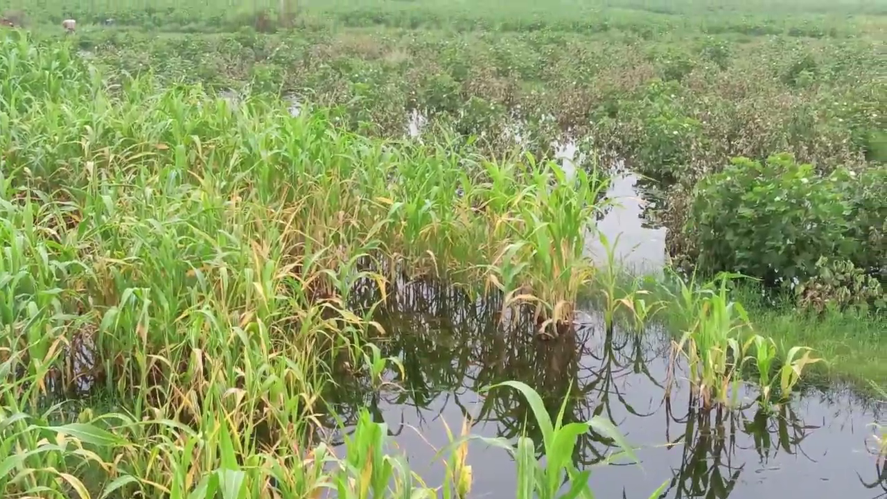 charkhi dadri fields waterlogging