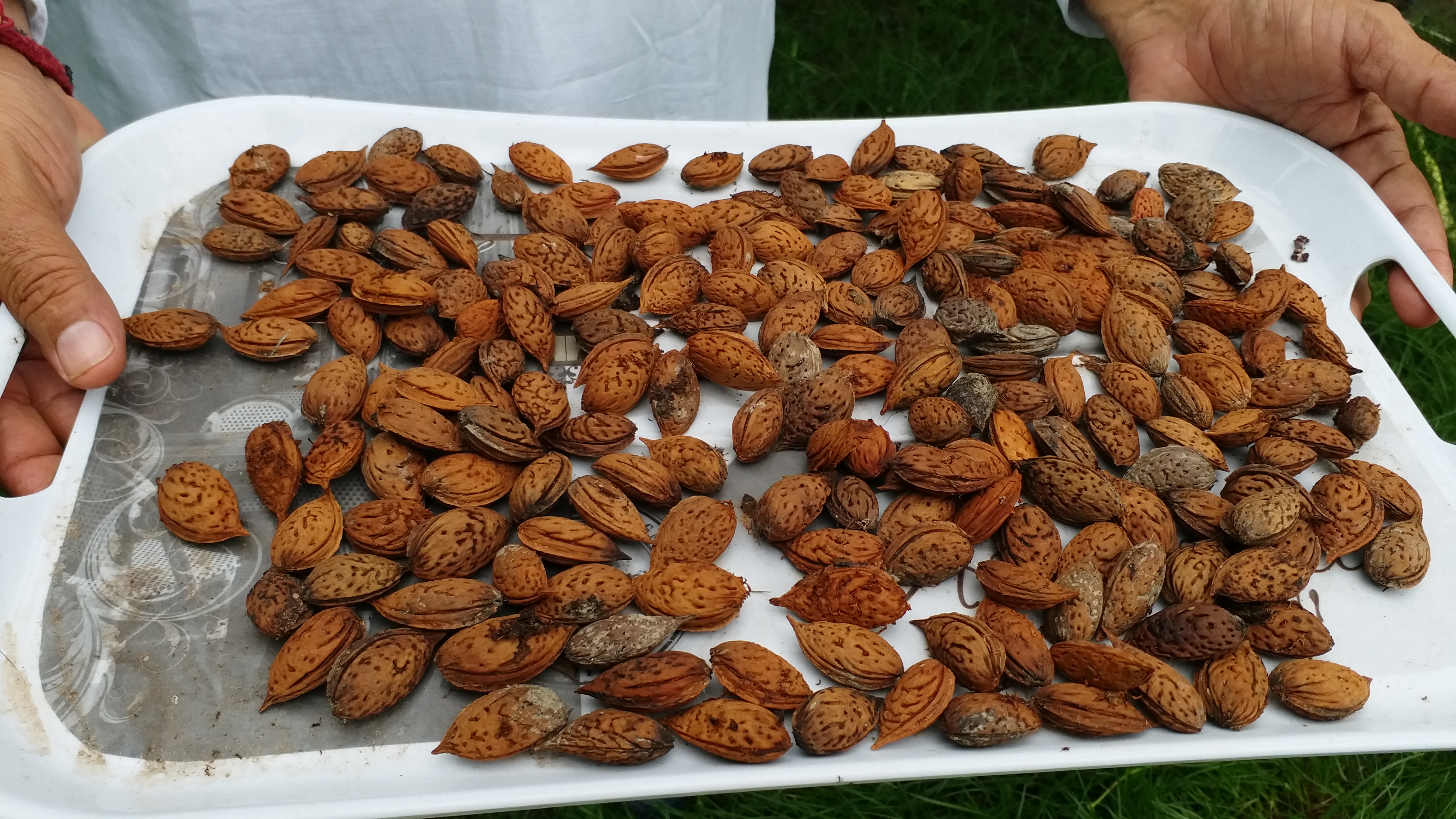 karnal farmer almond farming