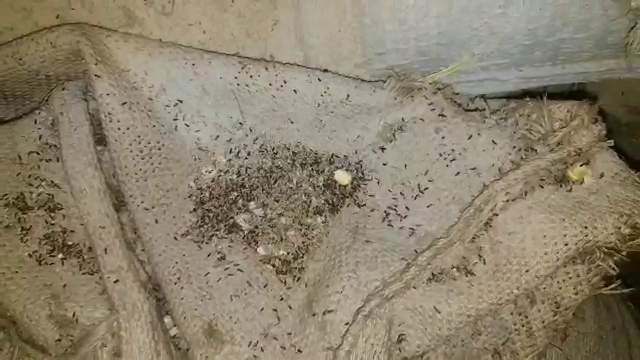 maize rotten in ware house