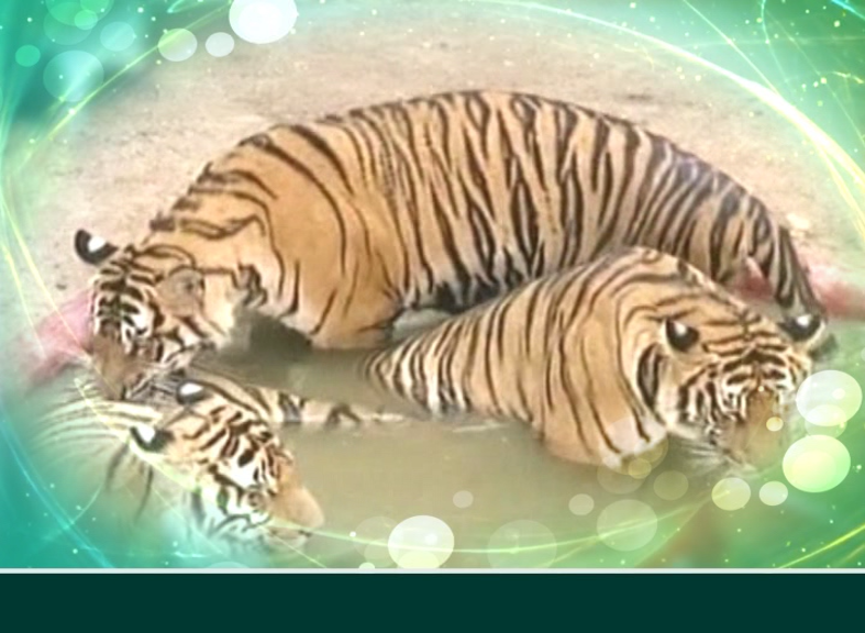 International Tigers Day