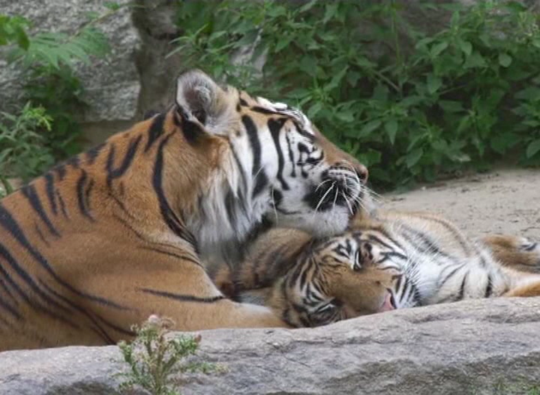 International Tigers Day