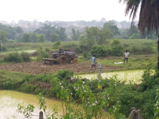 ritual of paddy plantation by women in hazaribag