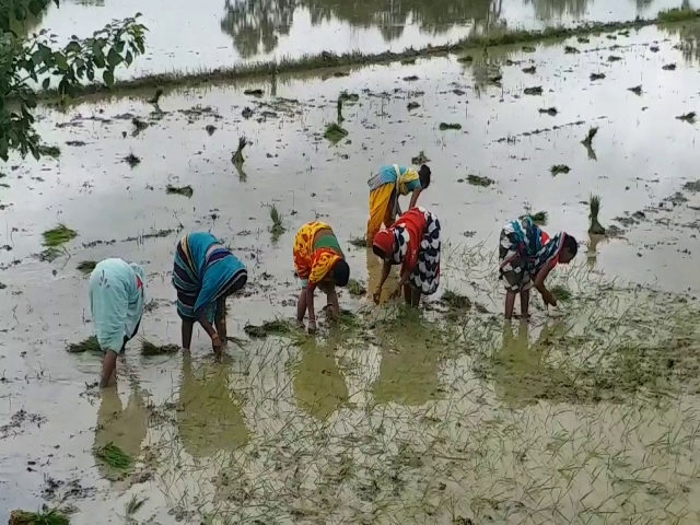 ritual of paddy plantation by women in hazaribag