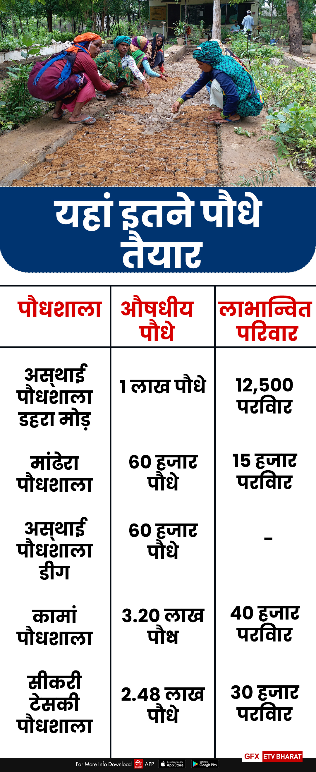 Medicinal plants spoiled before distribution, औषधीय पौधे वितरण से पहले खराब