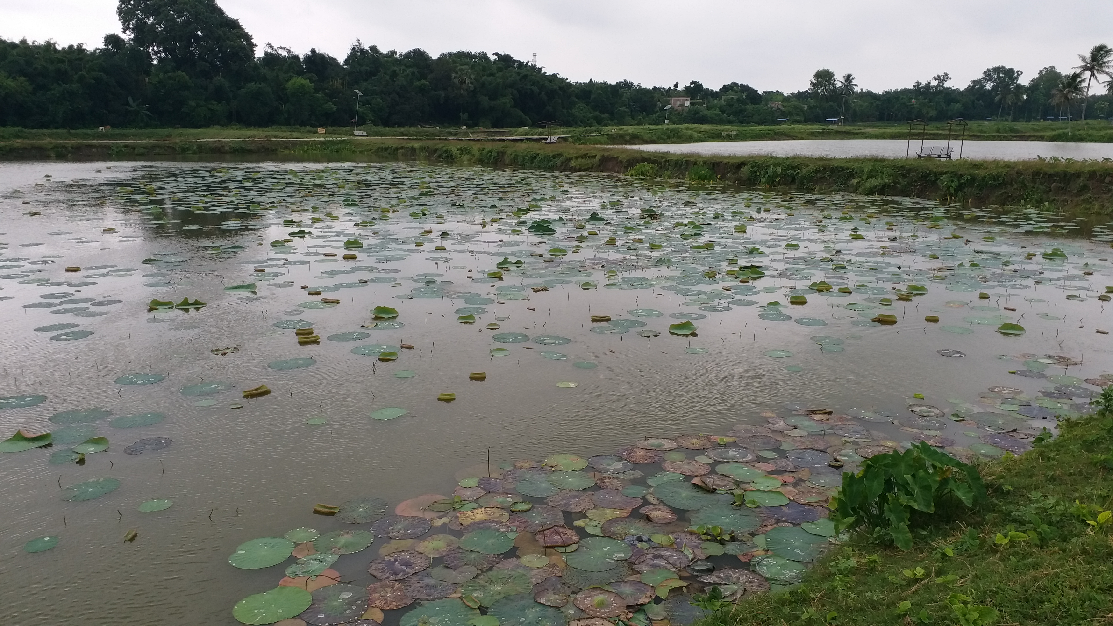 প্রাকৃতিক সৌন্দর্যকে ভিত্তি করে ইকো টুরিজম