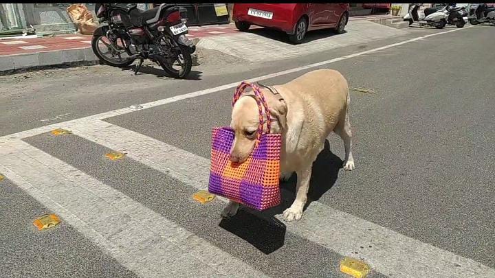 dog buys things in the store