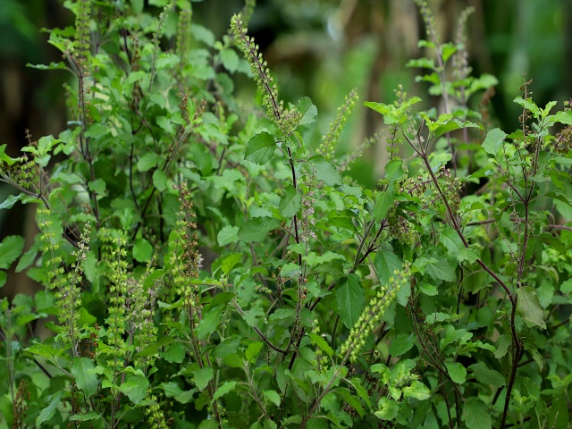 plants, mosquito prevention, tulsi, neem, monsoon,  insect borne diseases