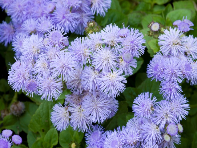 मानसून, मच्चछर कैसे भगाएं , neem tusli, citronella, insect borne diseases, ageratum