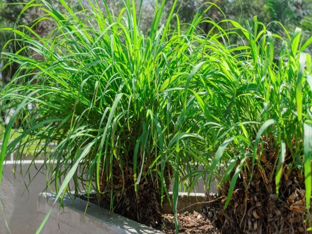 मानसून, मच्चछर कैसे भगाएं , neem tusli, citronella, insect borne diseases, citronella