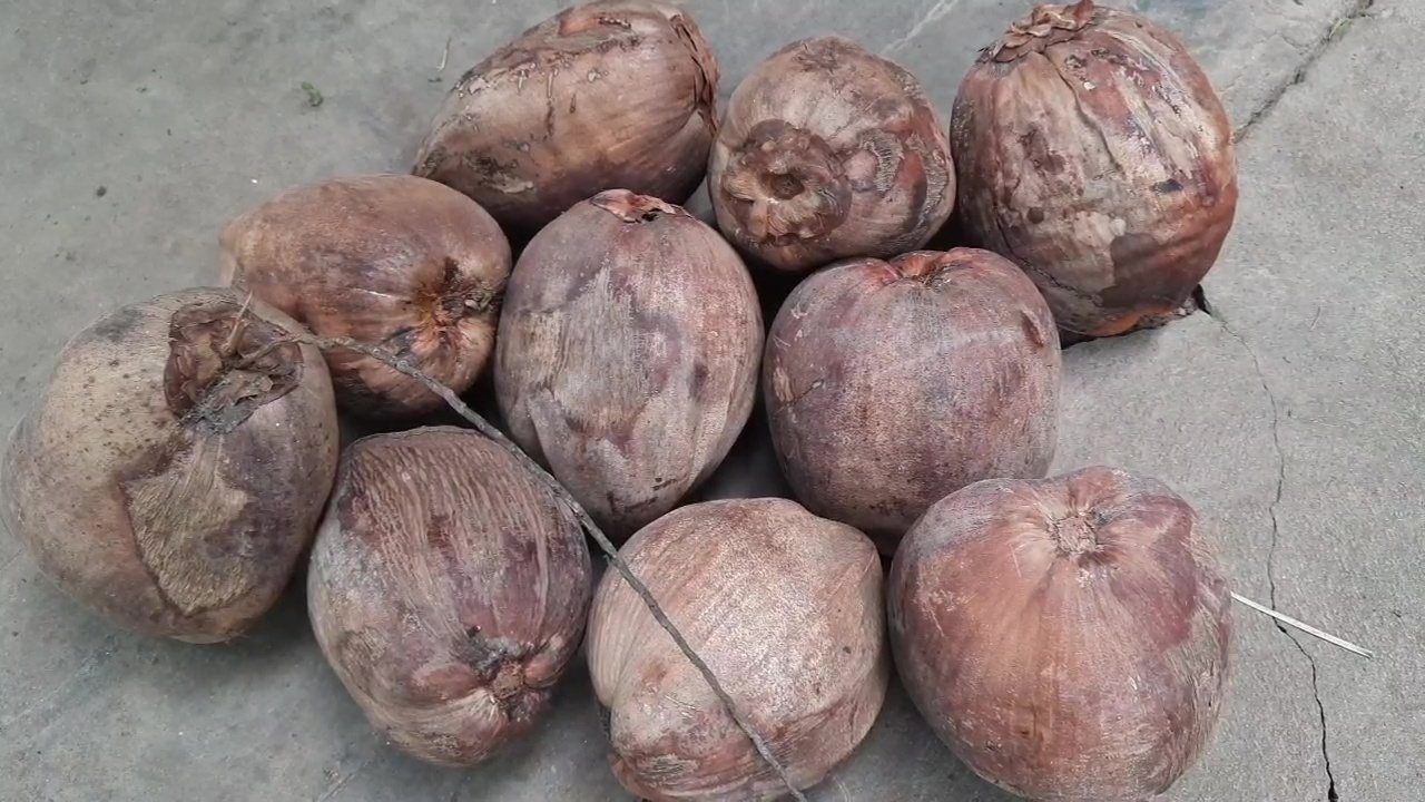 coconuts