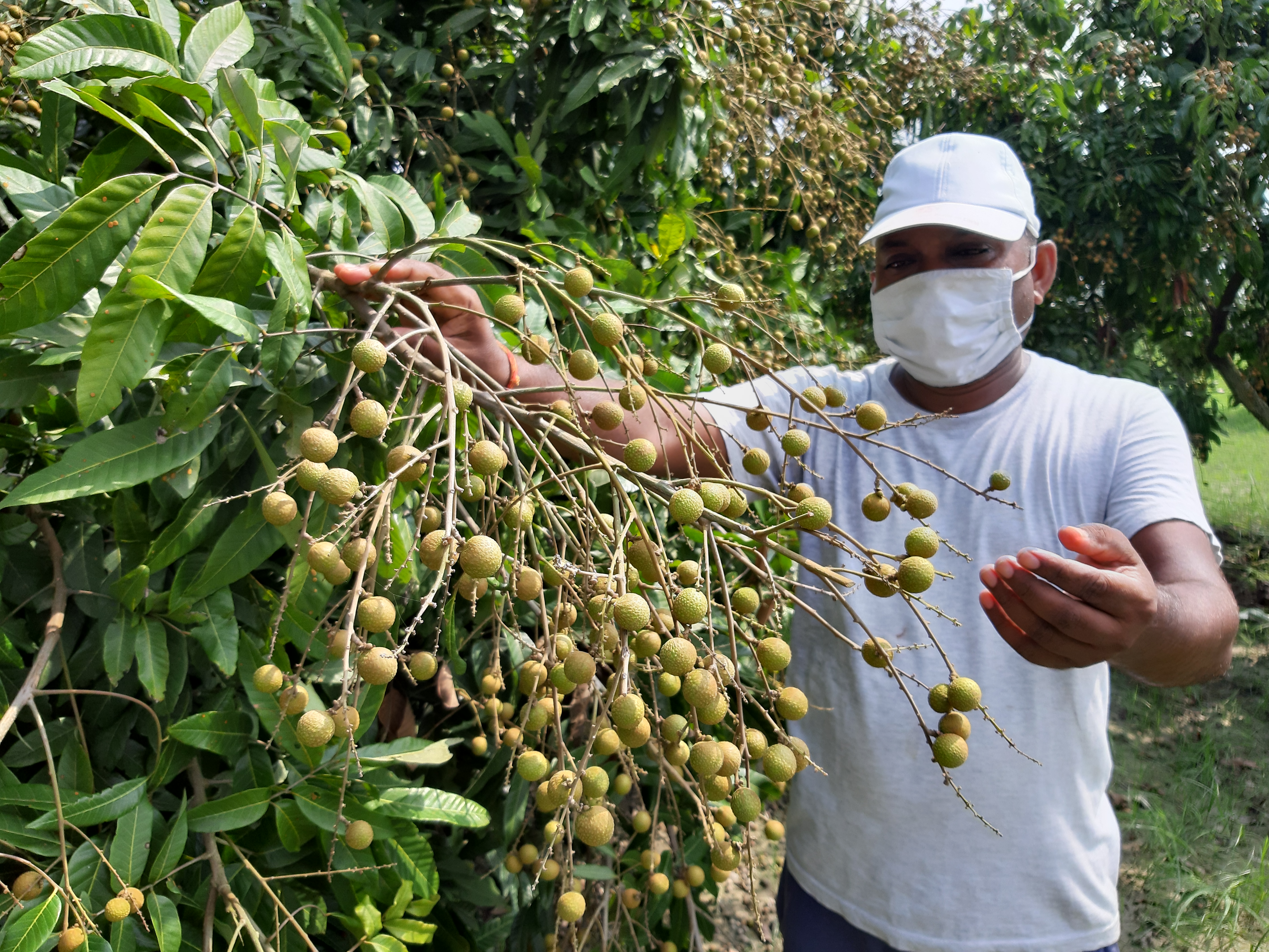 Longan Fruit