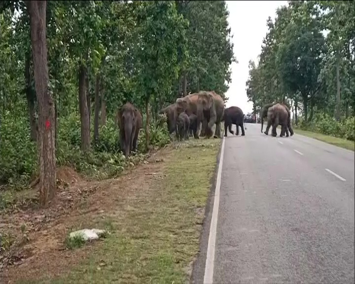 Elephants attack