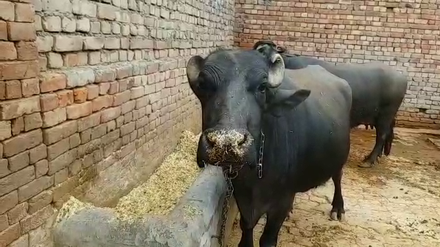 Murrah Buffalo Haryana