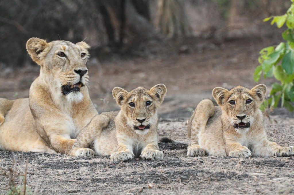 World lion day celebration