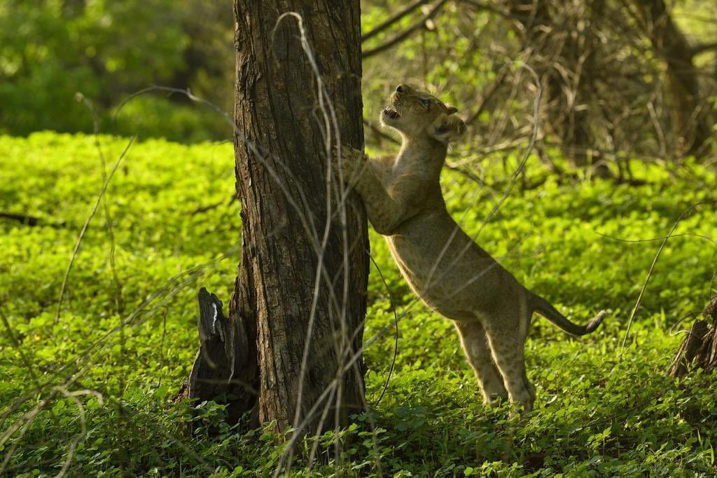 Asiatic Lion