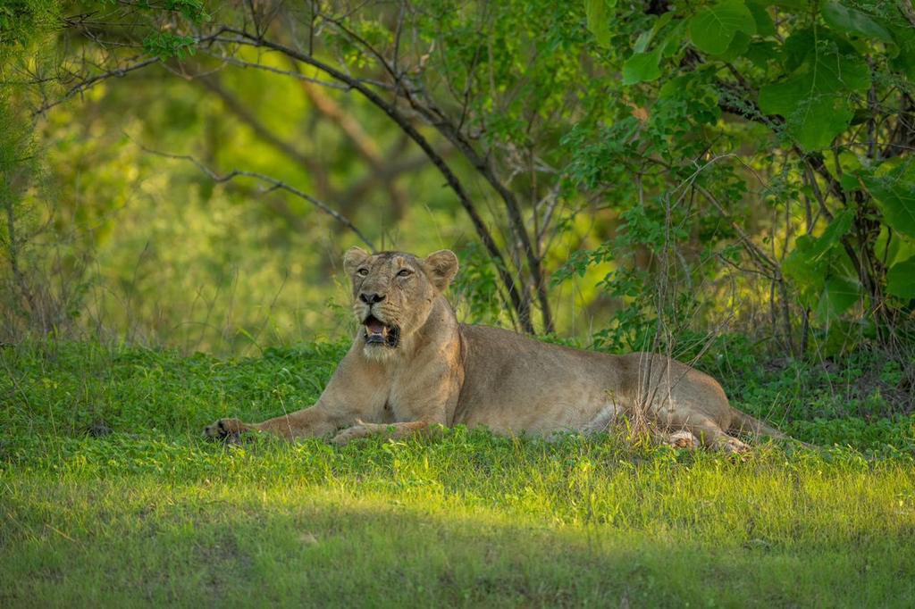 Asiatic Lion