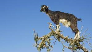 jana najana: goats climb in tree at morocco